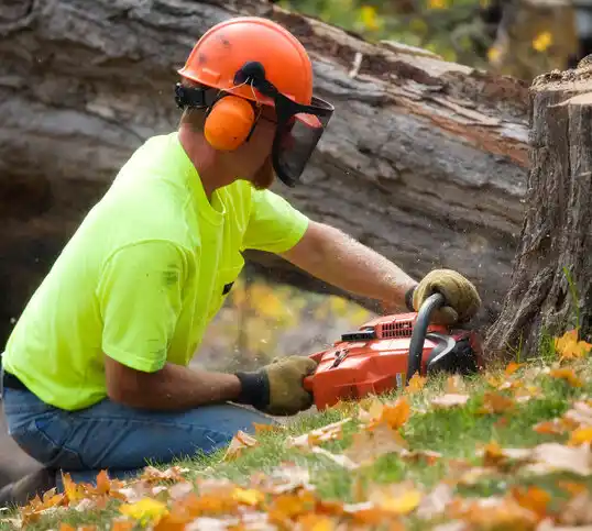 tree services Victory Gardens